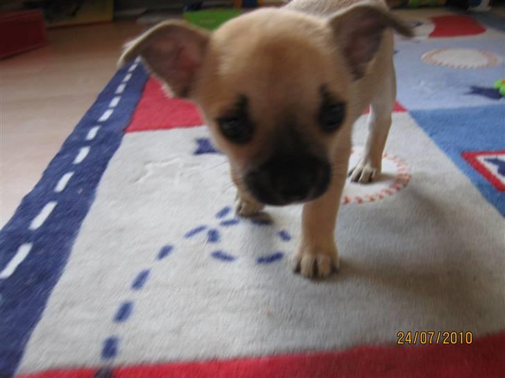 Chihuahua Aimee's Diesel-solgt feb 12 - kigger forsigtigt frem - HVAD er det dog for noget du blinker på mig med ? :) = kamara billede 7