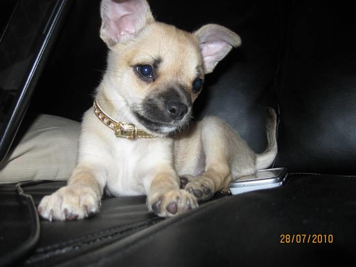 Chihuahua Aimee's Diesel-solgt feb 12 - Her vågnede han så da jeg ville tage et billede så han ser søvnig ud *Gg* billede 8