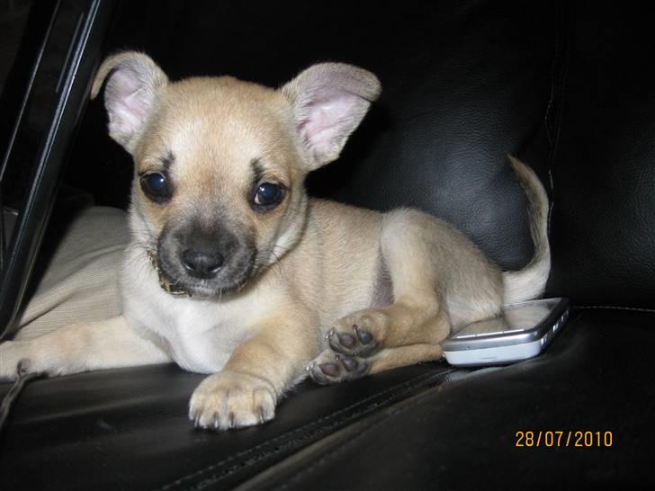 Chihuahua Aimee's Diesel-solgt feb 12 - søvnig billede 9