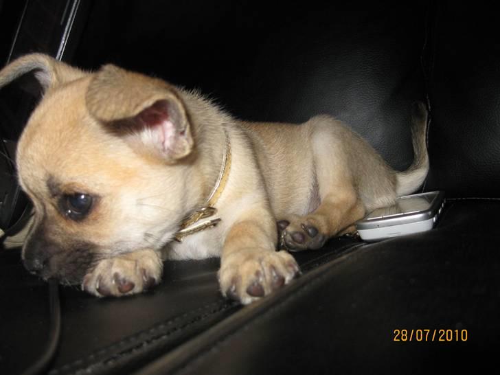 Chihuahua Aimee's Diesel-solgt feb 12 - "Gab altså" .... c´´,) billede 10