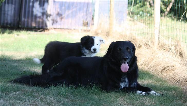 Border collie Calvin - Mig og min nye storesøster. billede 10