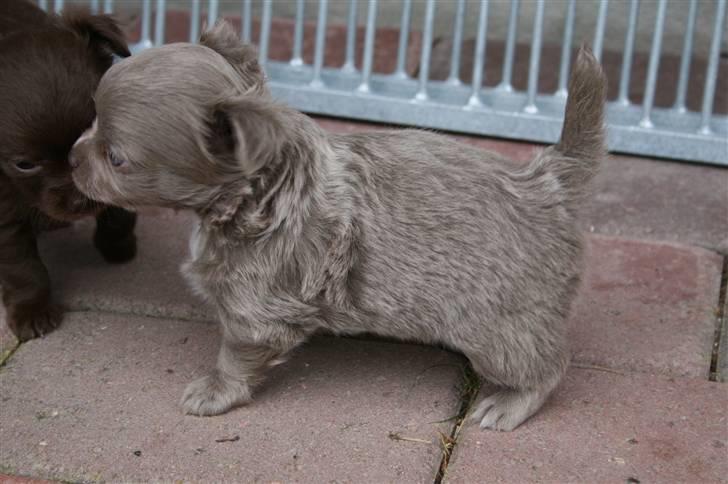 Chihuahua Kaloo billede 2