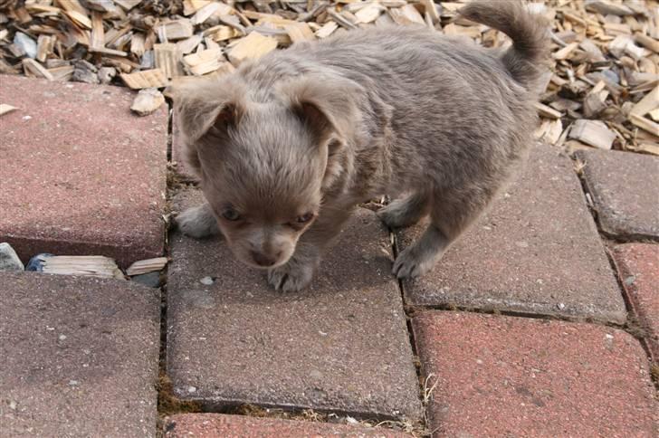 Chihuahua Kaloo billede 3