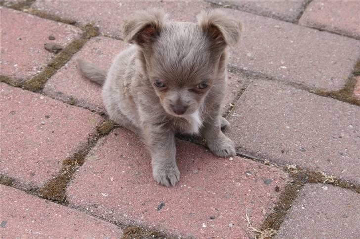 Chihuahua Kaloo billede 4