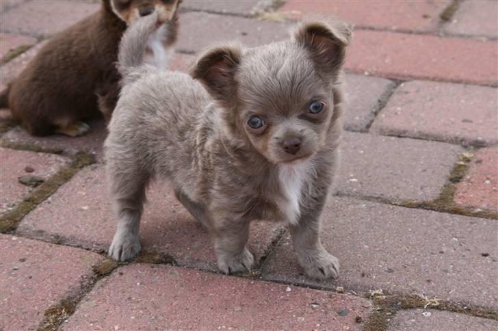 Chihuahua Kaloo billede 5