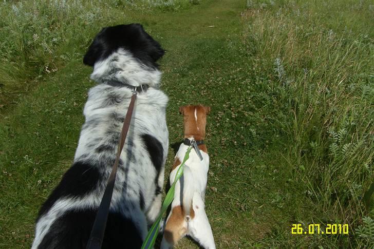 Blanding af racer Easy (Bassen!) - Bagfra :) billede 16