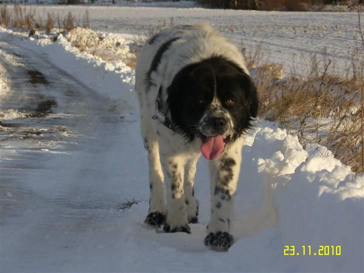 Blanding af racer Easy (Bassen!) - *NYT* Ulv<3 billede 17