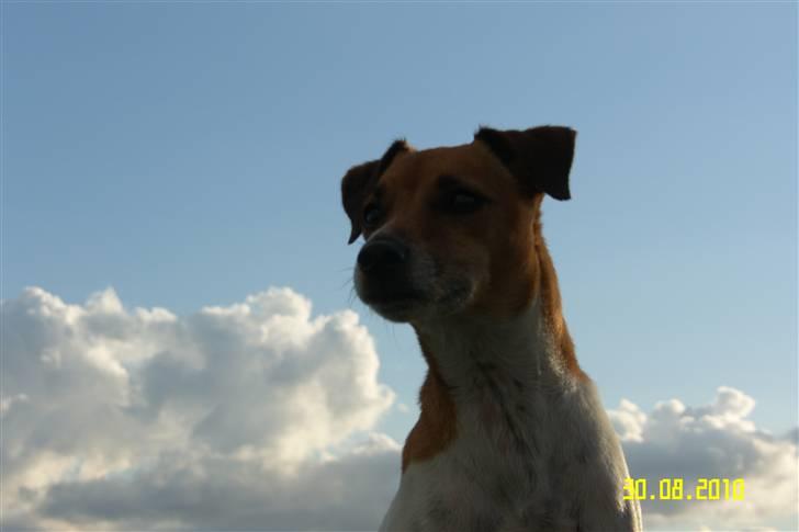 Dansk svensk gaardhund Monti<3 - høøøøøøj hund ;)<3 billede 10