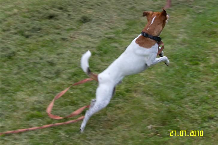 Dansk svensk gaardhund Monti<3 -  hopper efter yndlingsbamsen<3 billede 11