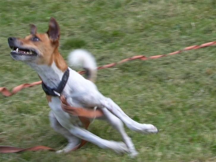 Dansk svensk gaardhund Monti<3 - Haha nice!:D billede 13