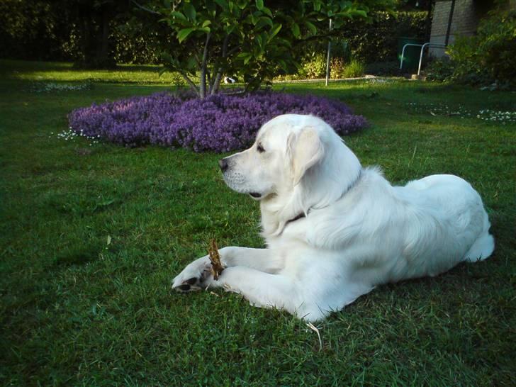 Golden retriever Felix - Så er felix en fuldudvokset han på 32 kg. 1 år og 8 mdr billede 14