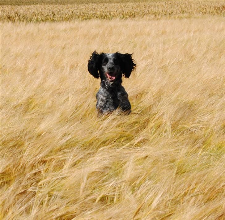 Field Trial Cockerspaniel lexi billede 8