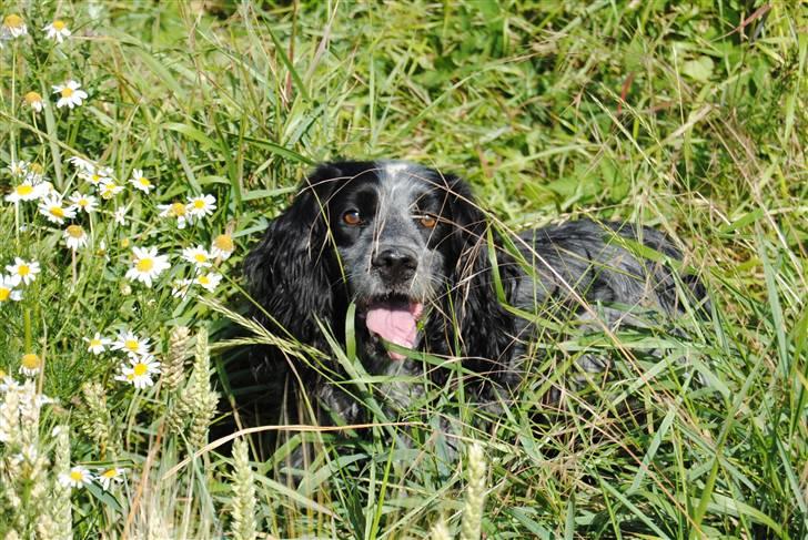 Field Trial Cockerspaniel lexi billede 9