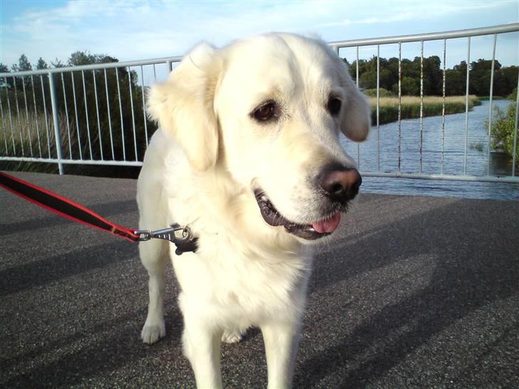 Golden retriever Felix - en tur ved  brabrandsøen er rart billede 15