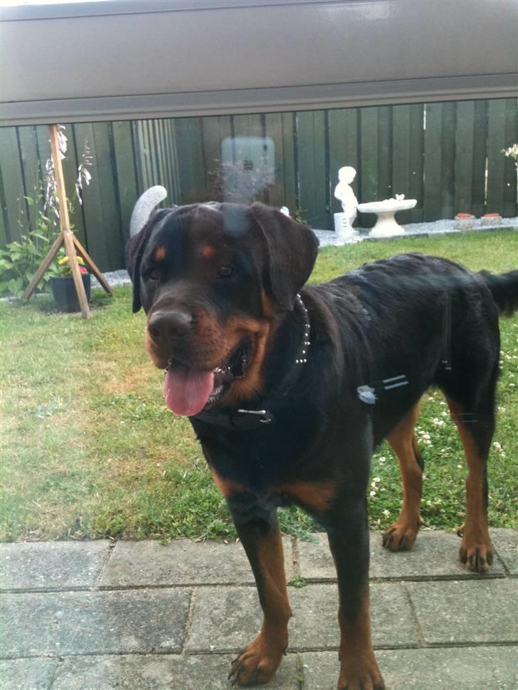 Rottweiler Pito - 10 måneder billede 6