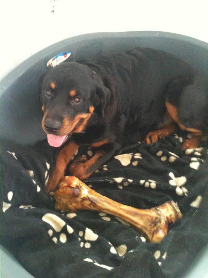 Rottweiler Pito - 10 måneder billede 7