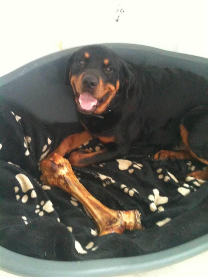 Rottweiler Pito - 10 måneder billede 8