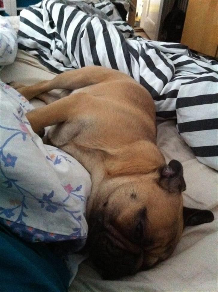 Blanding af racer (mops/griffon) Hugo - Putte-hund! billede 2