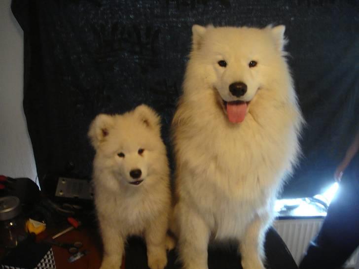 Samojedhund Joey billede 9