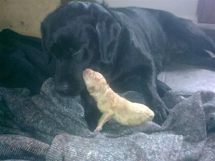 Blanding af racer Unavngivet. R.I.P.  billede 1