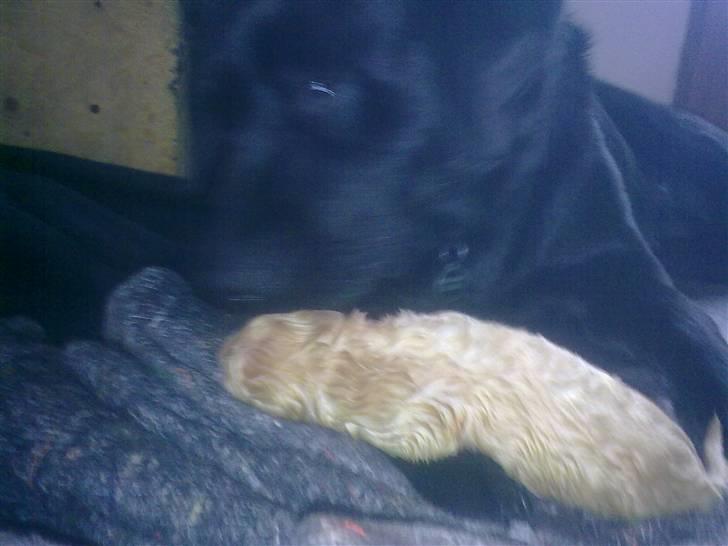 Blanding af racer Unavngivet. R.I.P.  billede 2