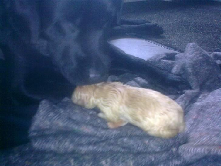 Blanding af racer Unavngivet. R.I.P.  billede 3