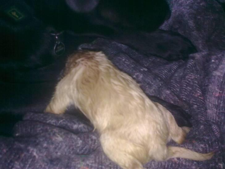 Blanding af racer Unavngivet. R.I.P.  billede 4