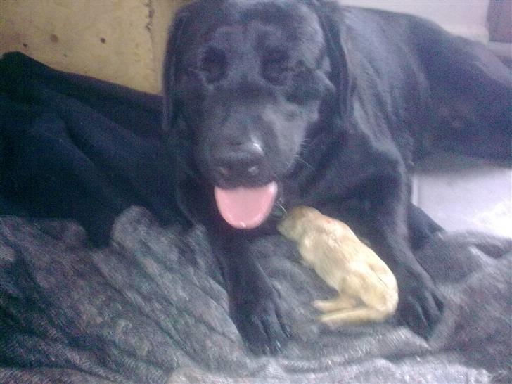 Blanding af racer Unavngivet. R.I.P.  billede 5