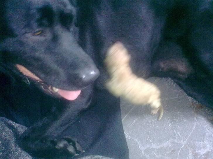 Blanding af racer Unavngivet. R.I.P.  billede 6