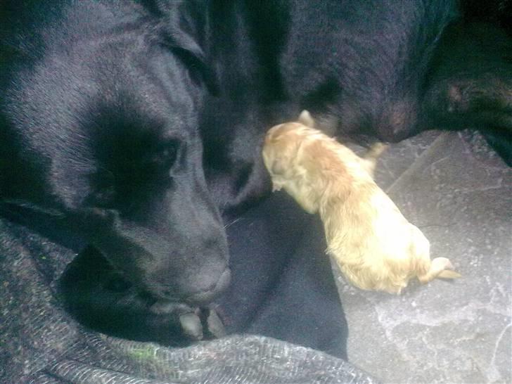 Blanding af racer Unavngivet. R.I.P.  billede 7