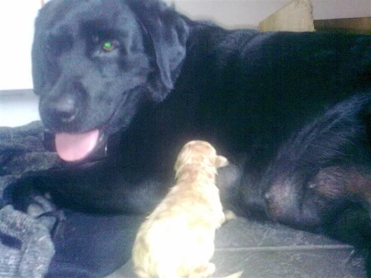 Blanding af racer Unavngivet. R.I.P.  billede 8