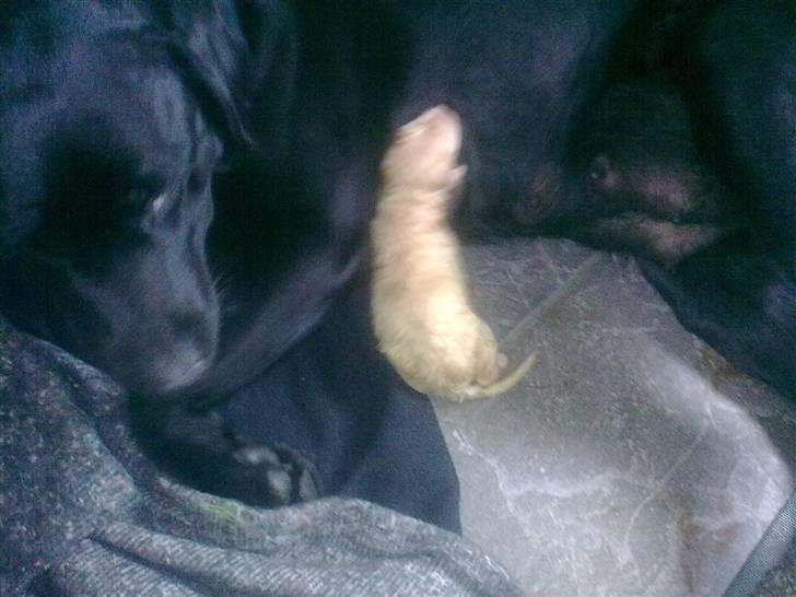 Blanding af racer Unavngivet. R.I.P.  billede 9