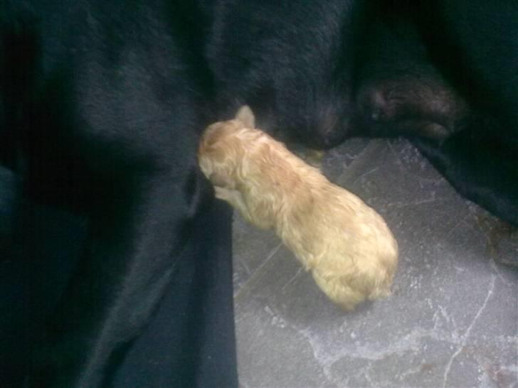 Blanding af racer Unavngivet. R.I.P.  billede 10