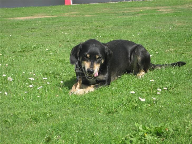 Blanding af racer Lady billede 15