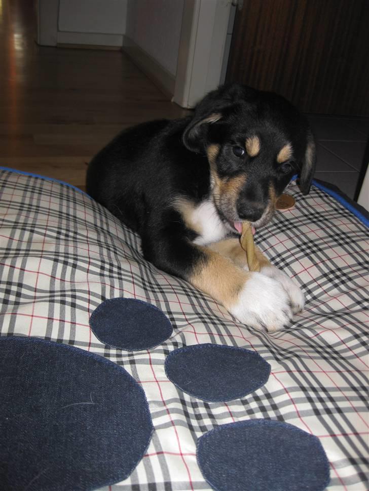 Blanding af racer Coda billede 8