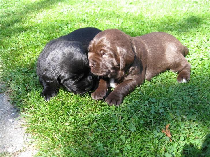 Labrador retriever Thor billede 10