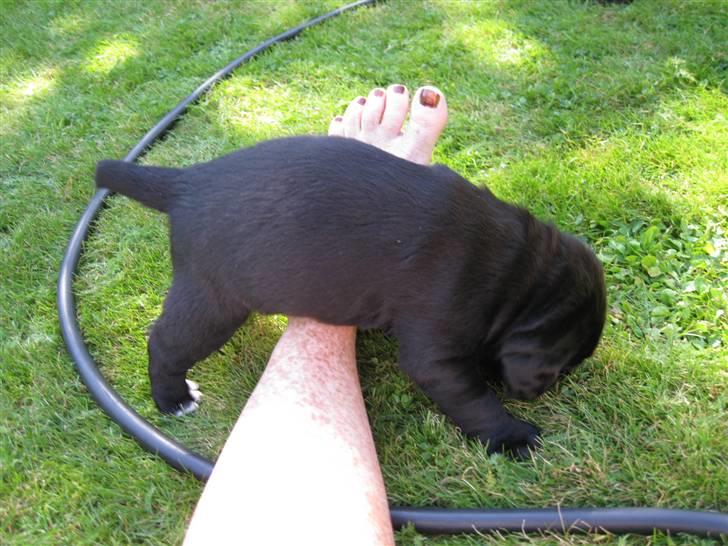 Labrador retriever Anthon(slogt) - jeg er ikke tyk jeg har bare for små ben billede 9