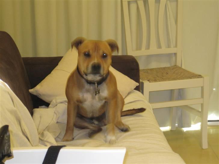 Staffordshire bull terrier Simba billede 17
