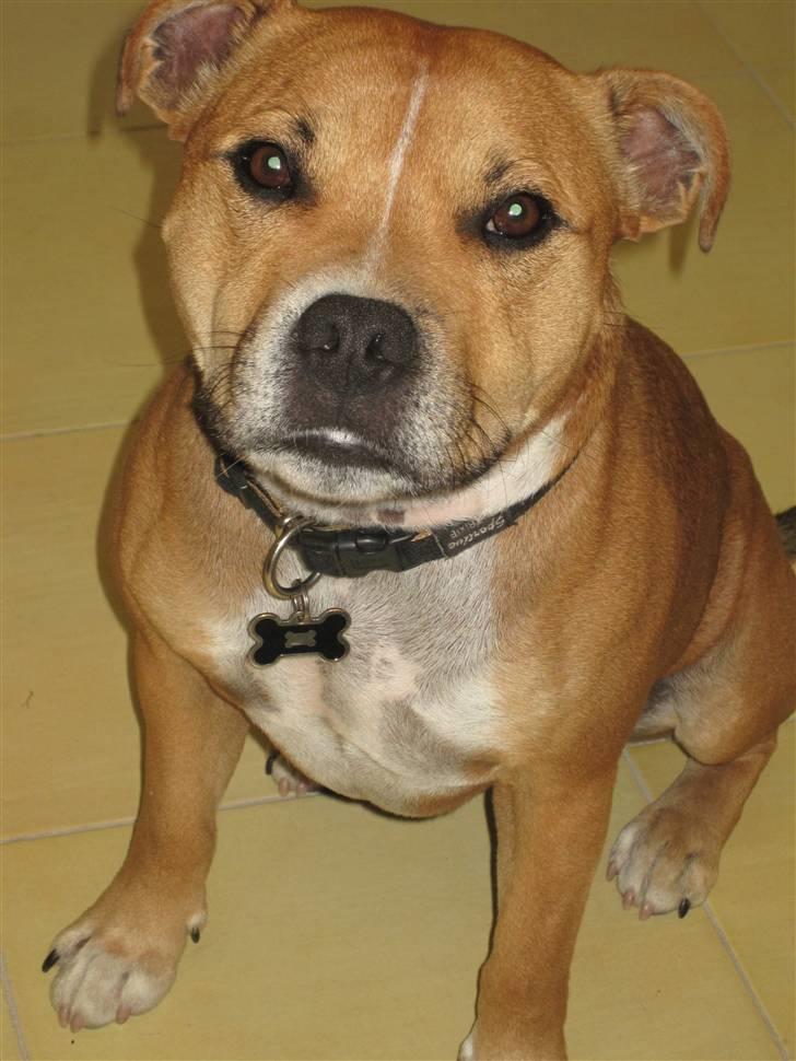 Staffordshire bull terrier Simba billede 18