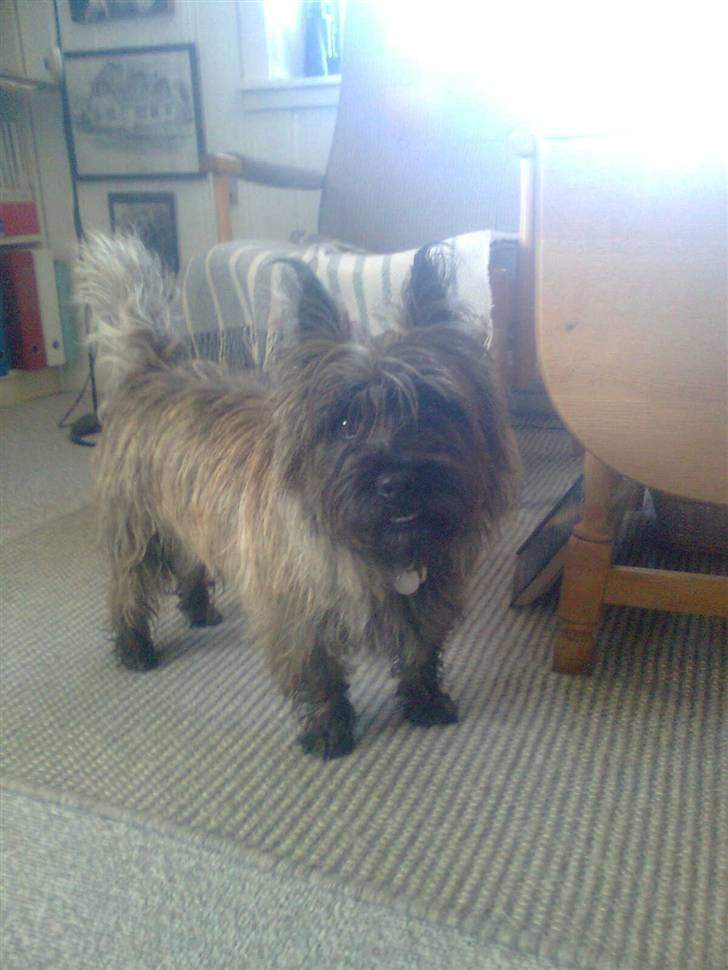 Cairn terrier Anton billede 4