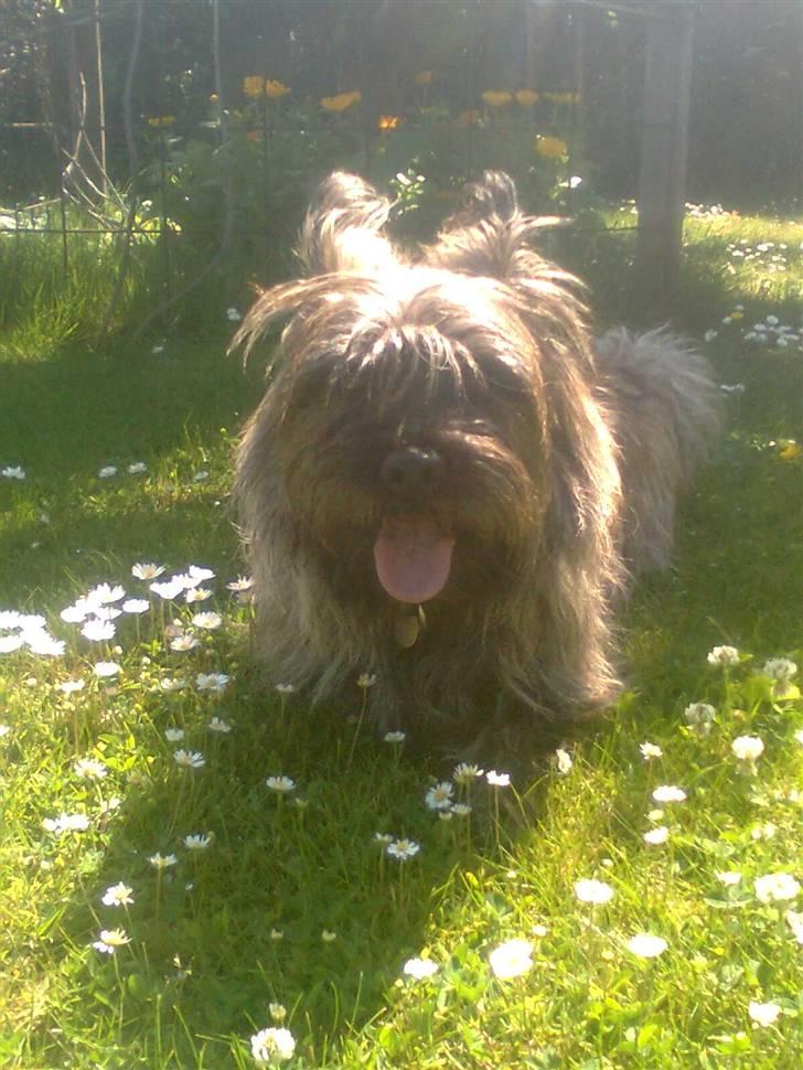 Cairn terrier Anton billede 5