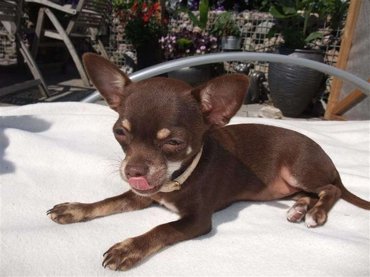 Chihuahua Kisha billede 9