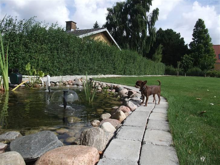 Chihuahua Kisha billede 10