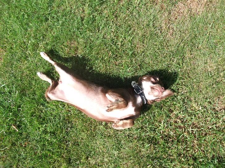 Chihuahua Kisha billede 11