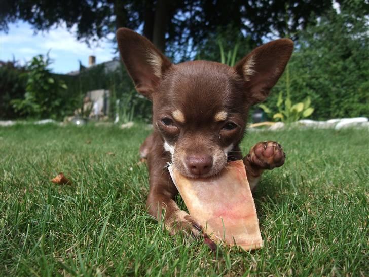 Chihuahua Kisha billede 12