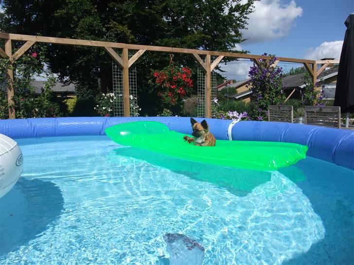 Chihuahua Maddog billede 9