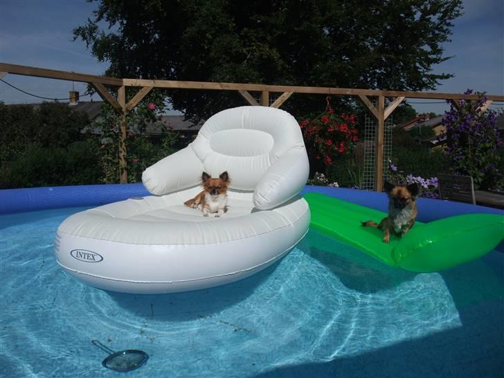 Chihuahua Maddog billede 10