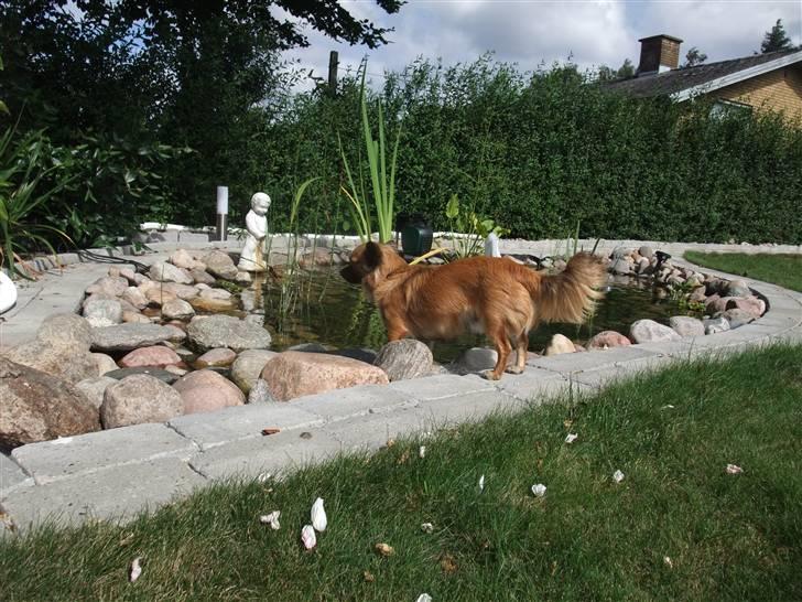 Chihuahua Maddog billede 12