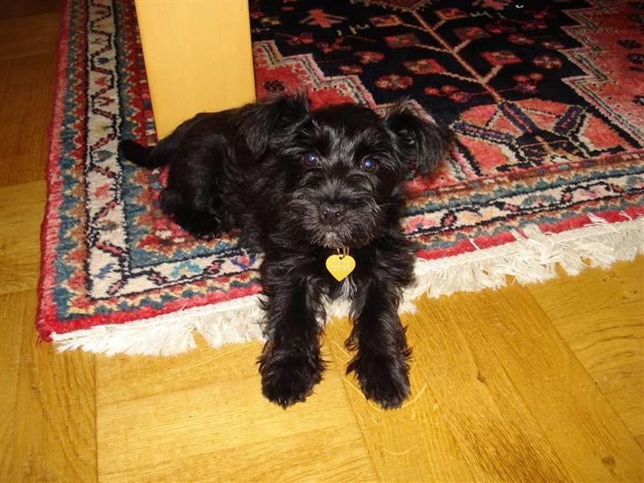 Blanding af racer Trunte - Trunte 11 uger billede 1