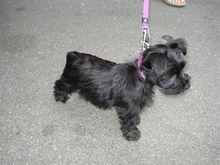 Blanding af racer Trunte - Trunte 9 uger billede 2